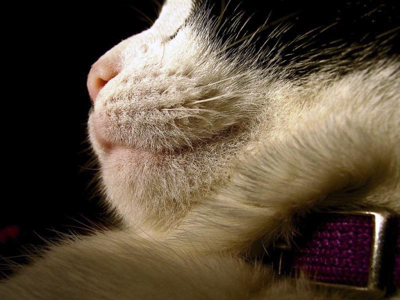 Contented Cat