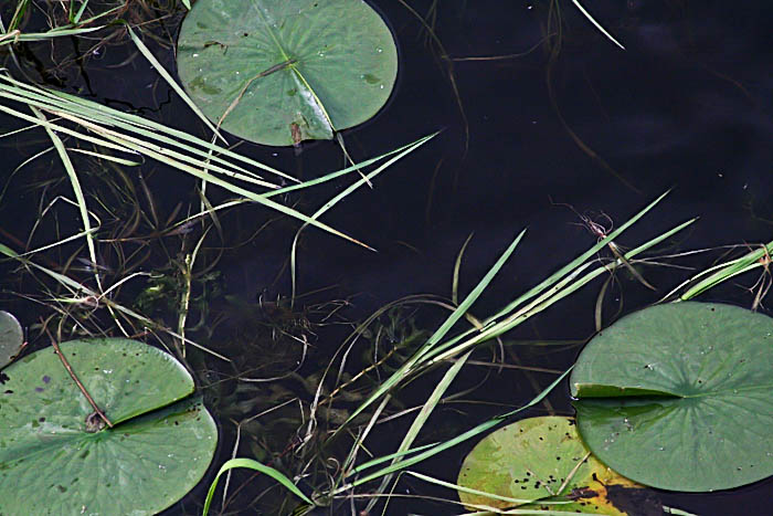 Lily Pads