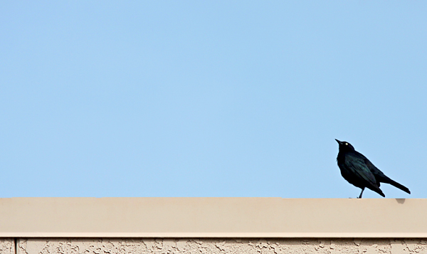Blackbird 1