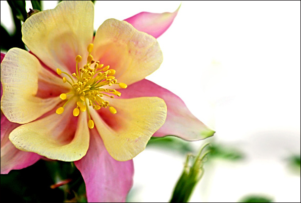 Columbine