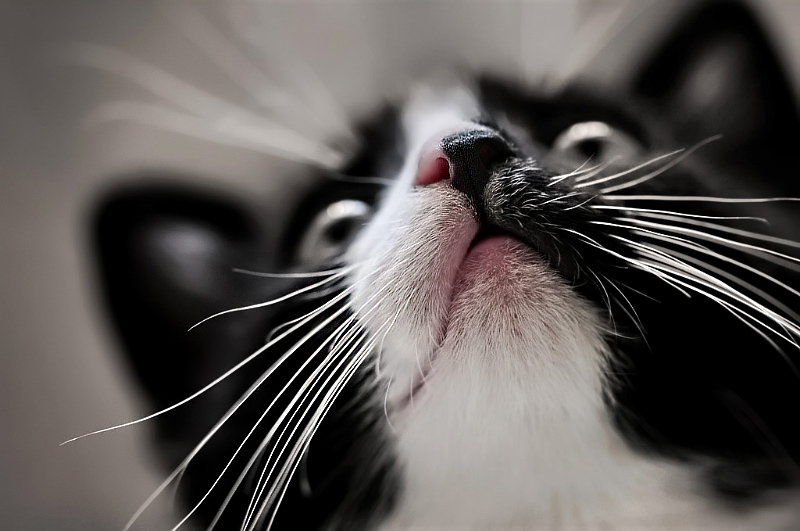 9th Place - Mr.Whiskers - by Techo