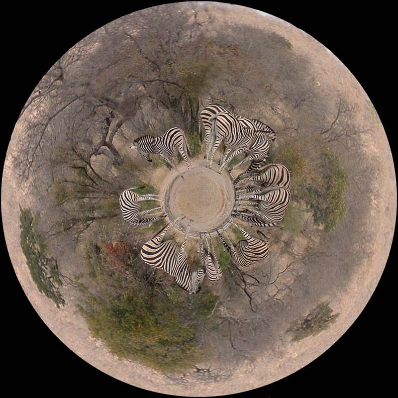 Zebra Planet