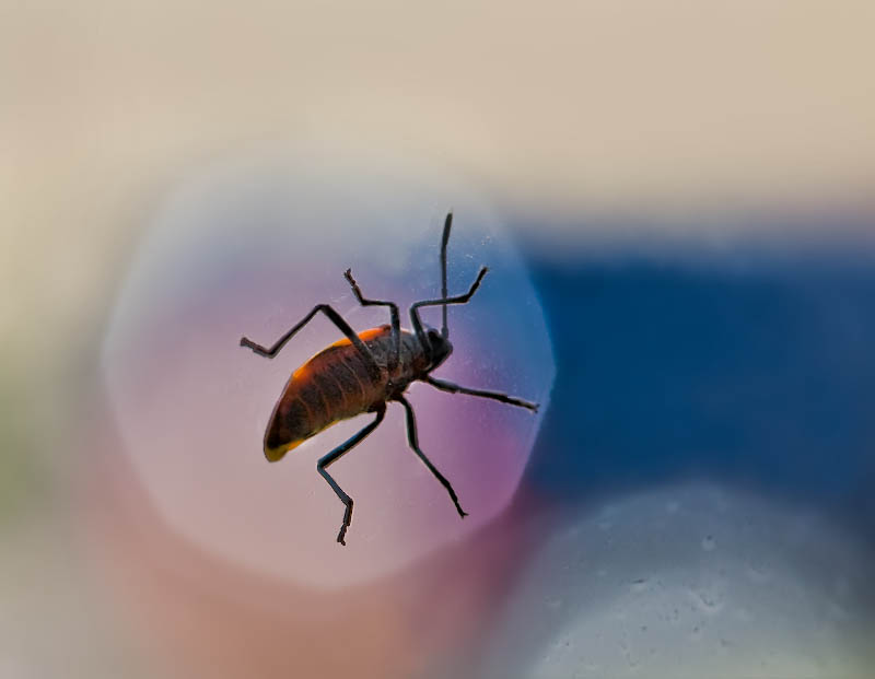 In Vitro