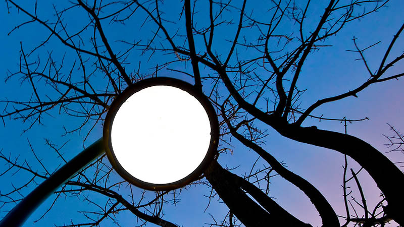 Lamp and Branches