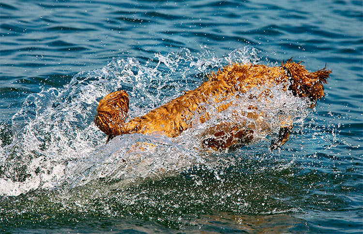 Splash