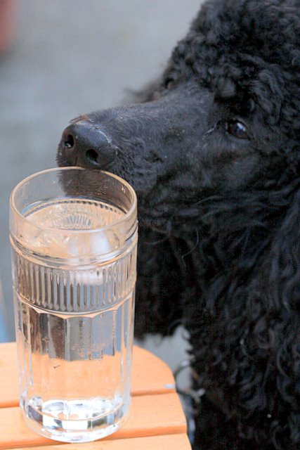 Wet Nose*