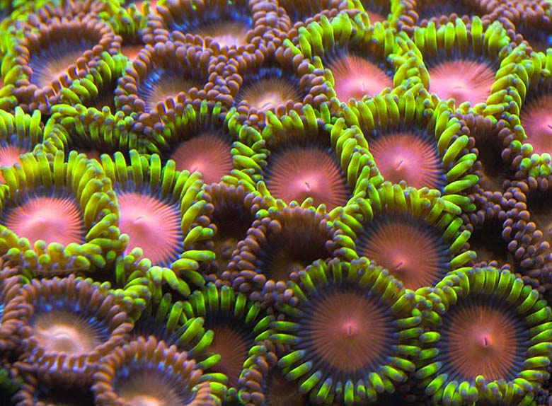 Zooanthids *