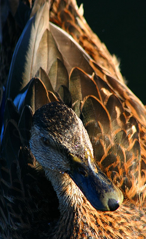 Ducks Back