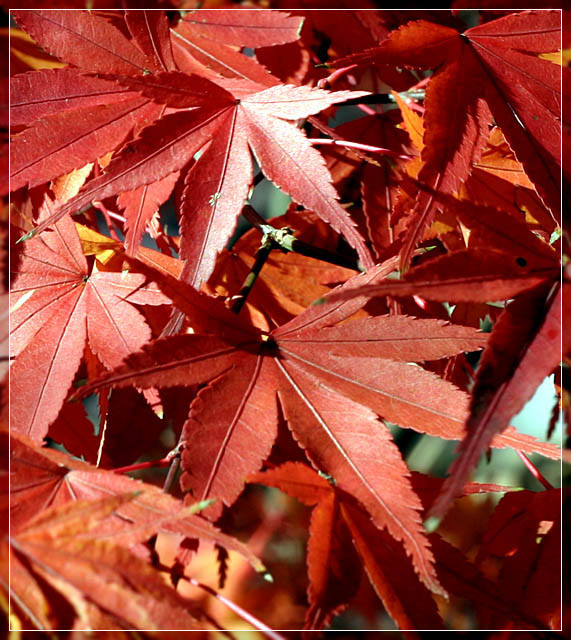 <B>Maple Leaves</b> *