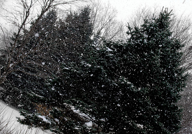 Snowy Day *
