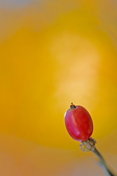 * Dogwood Berry