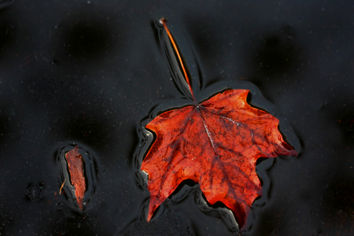 Changing Seasons *