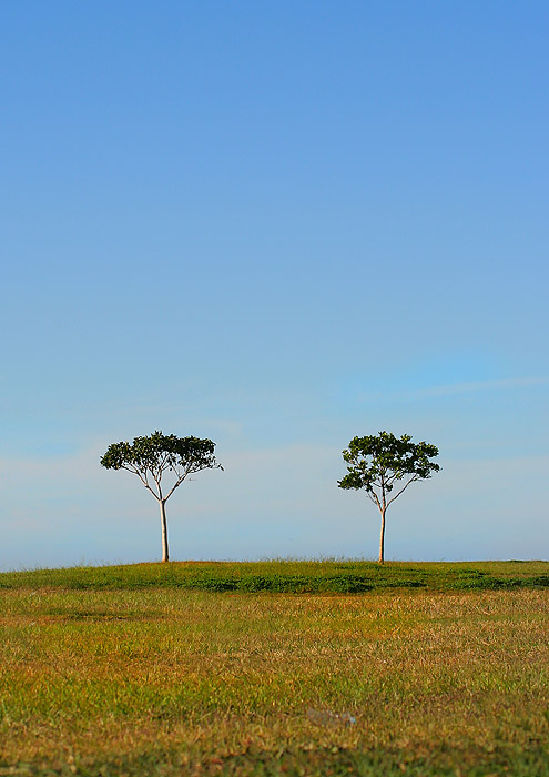 Two Trees *