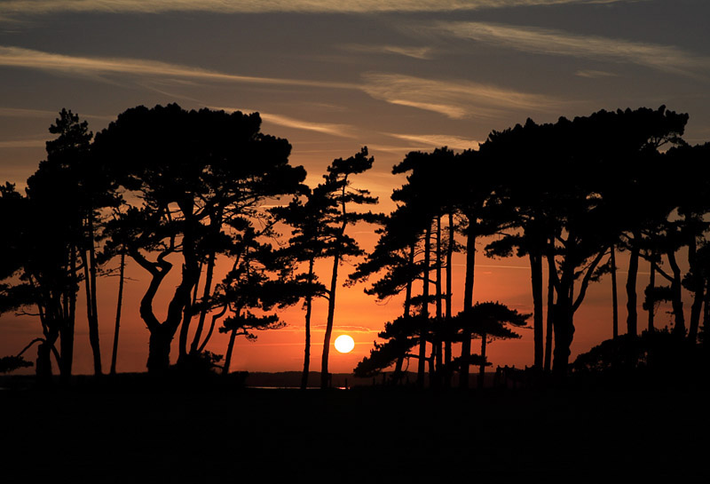 Tree Line -2 *