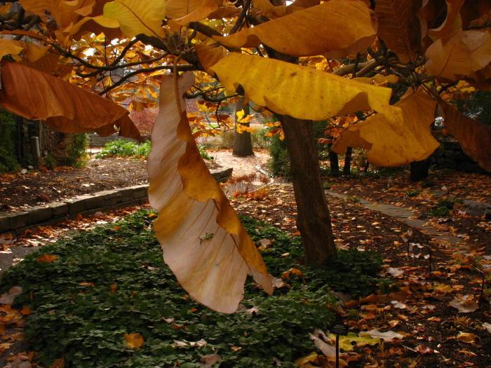 Big Leaf Tree *