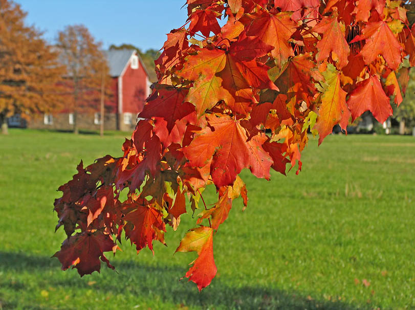 Fall leaves  *