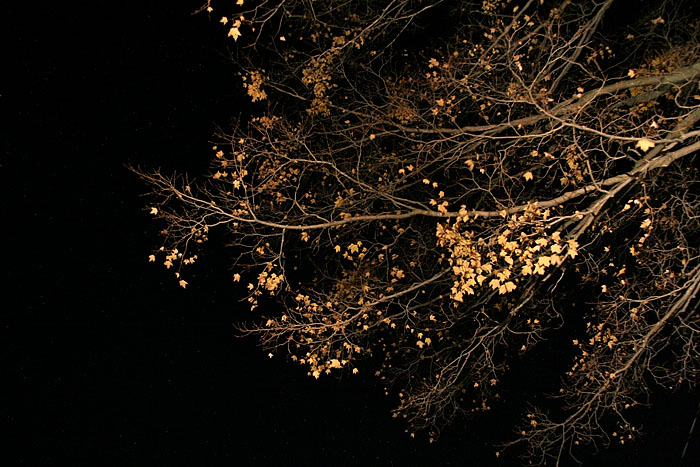 Black Lacquer and Golden Leaves (*)
