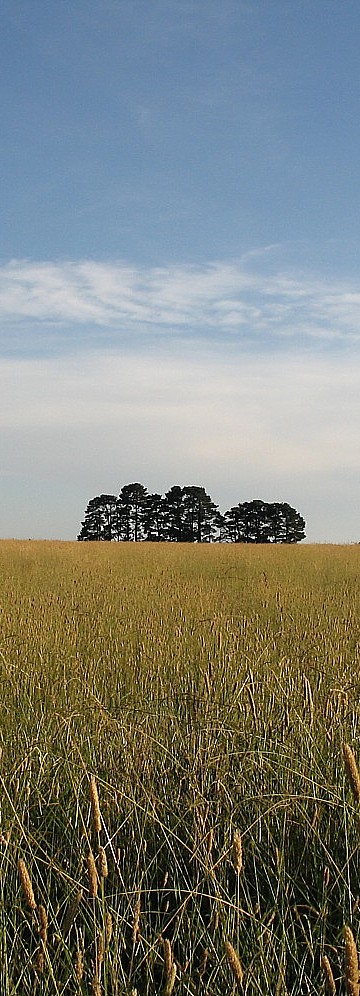 Copse