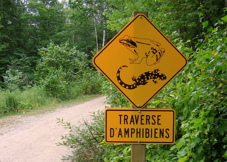Frog crossing *