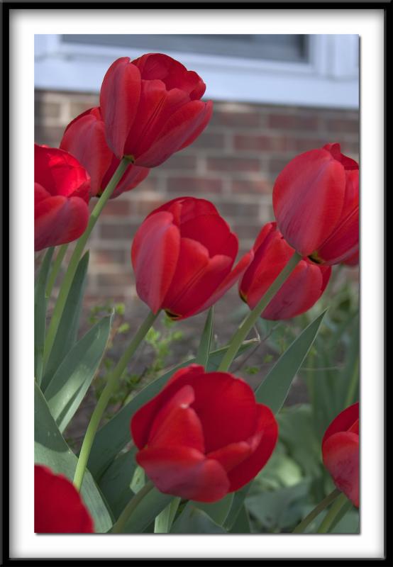 Tulips*