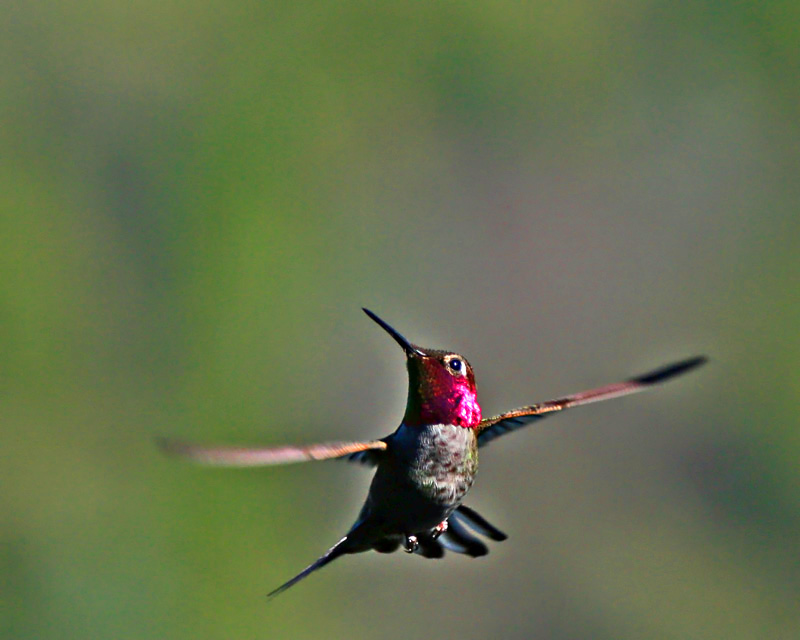 Hummer *