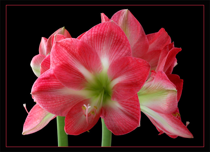  Red Amaryllis