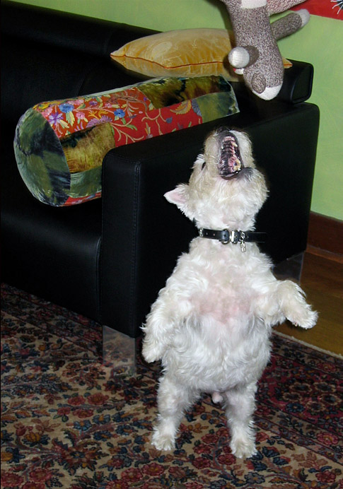 Attacking the Evil Sock Monkey*