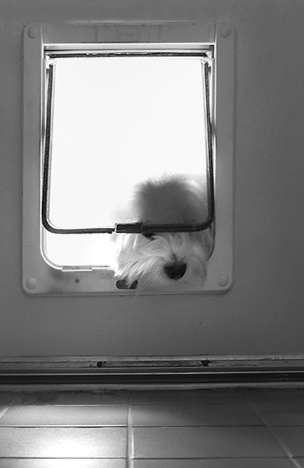 9th<br>Doggy Door *<br>by Rod