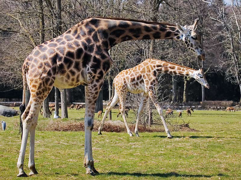 Parallel Necks *