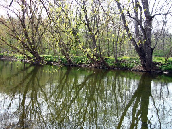 Paired Trees*