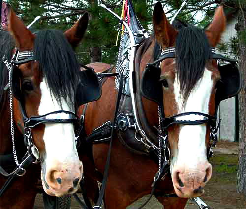 Team of Horses *