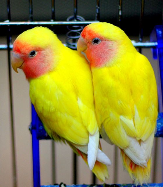 Two-Love*