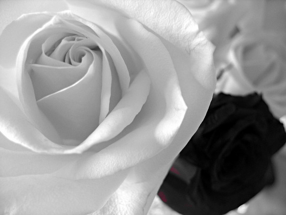 Roses*