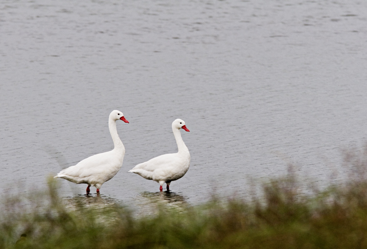 Swans *