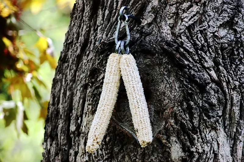 Up a tree*