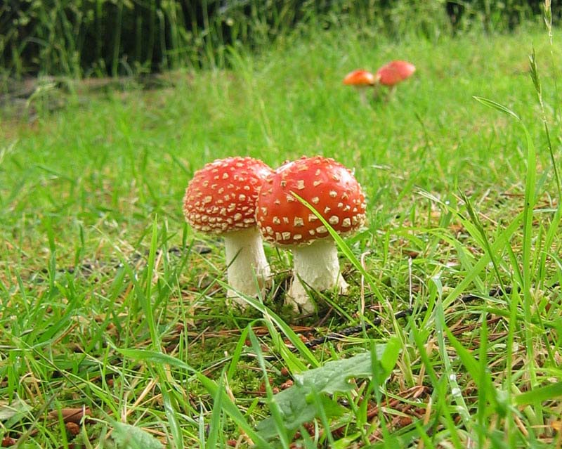 Mushrooms *
