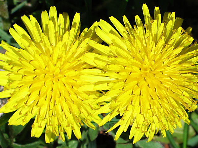 Two dandelions*