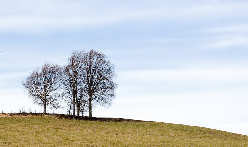 Trees *