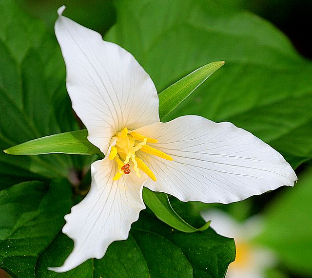 Trillium*