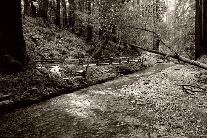 Tributary*