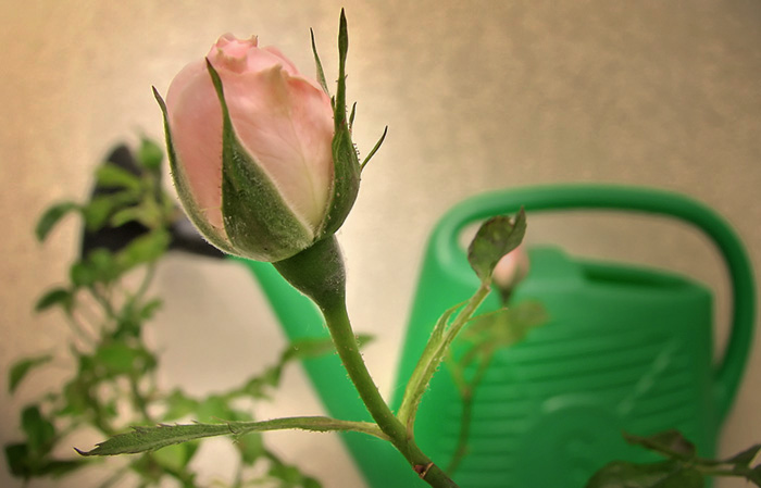 In Bloom*