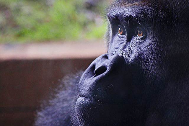 a trip to the zoo