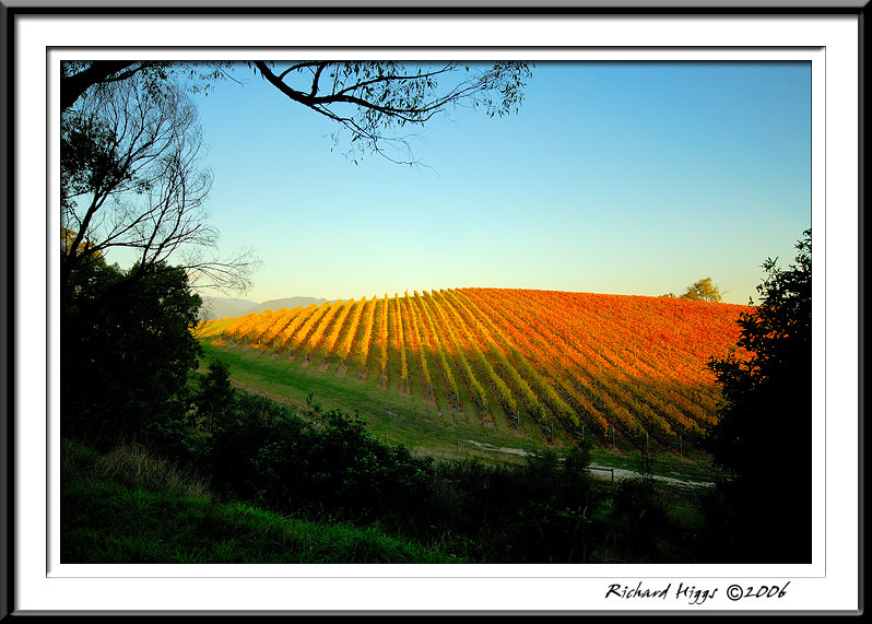 6th place <br>Vineyard in Autumn  by Richard Higgs
