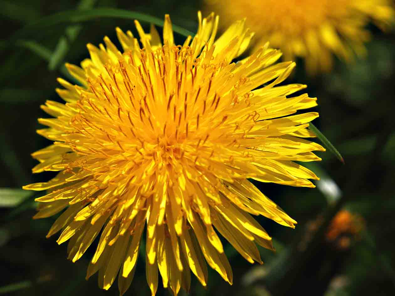 dandelion *