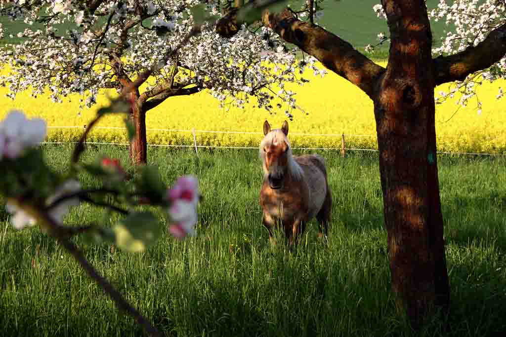 Happy Horse*