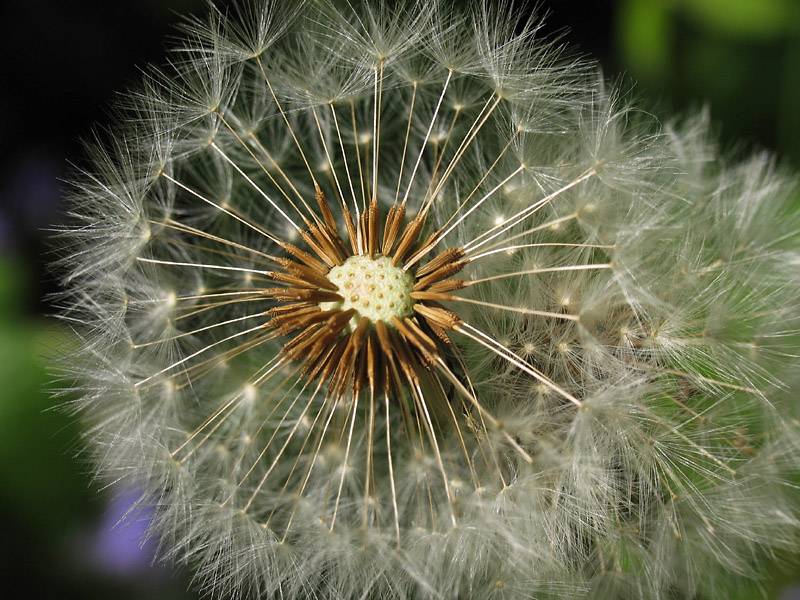Gone to seed*