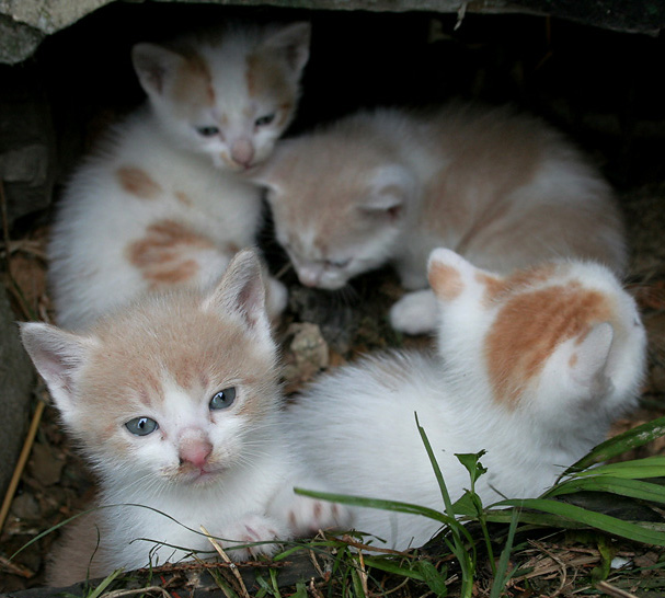 Little kittens