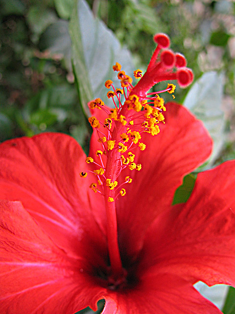 Hibiscus