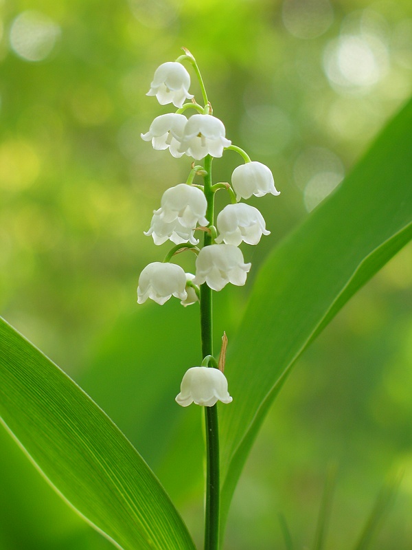 <b>5th place</b><br> Lily of the valley   by Roumen Trifonov