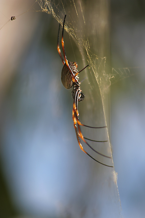 Spider *